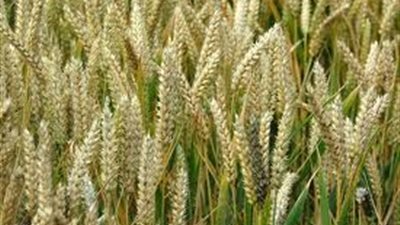 حملة قومية لتشجيع زراعة القمح بـ