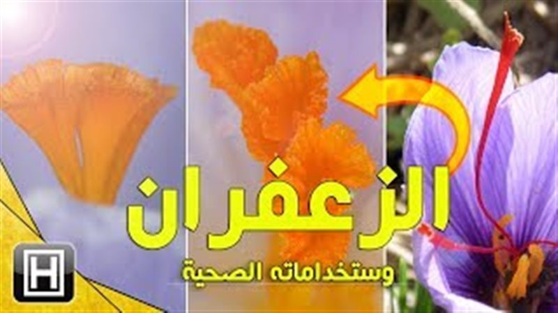فيتو