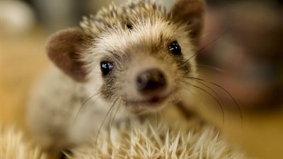 بالفيديو والصور.. مقهى ياباني لتدليل «القنافذ»