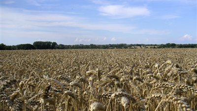 بلومبرج: القمح الأمريكي ينافس بقوة للاستحواذ على السوق المصرية