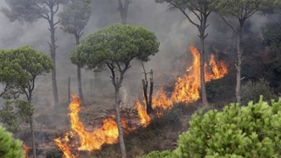 حرائق الغابات في نيوزيلاند ترفع أسعار الأفوكادو