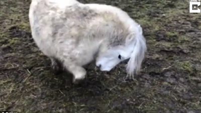 بالفيديو والصور.. امرأة تعلم حصانا صغيرا خدعة طريفة