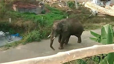 بالفيديو والصور.. فيل هائج يطارد رجلا بحثا عن الماء