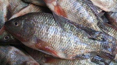 البلطي يسجل 18 جنيهًا بسوق العبور.. اليوم