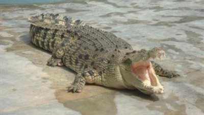 «البيئة»: إنشاء أول مزرعة للتماسيح وسعر الواحد 4 آلاف دولار