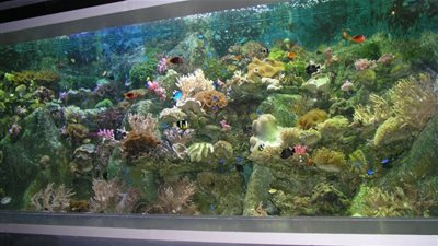 أحواض السمك الاستوائى تحمل أمراضا فتاكة للإنسان