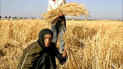 الانتهاء من توريد 90 % من محصول القمح بالأقصر