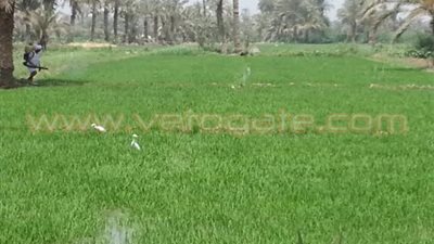 إزالة زراعات الأرز المخالفة بالفيوم