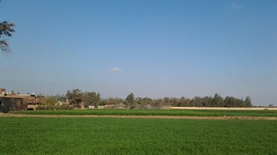 مواطنو الشرقية يسخرون من الحكومة