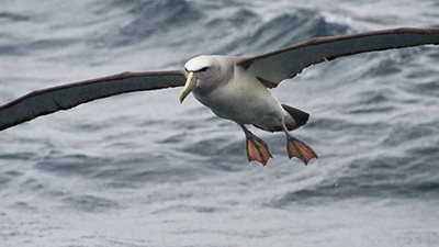 أعشاش صناعية لطائر القطرس الخجول في أستراليا لزيادة التكاثر