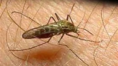 ناشطة فرنسية تتبنى حملة لجمع تبرعات لمعهد باستير لمكافحة الملاريا