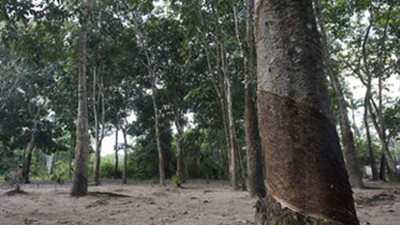 برامج جديدة للهواتف المحمولة لمراقبة قطع الأشجار في الغابات