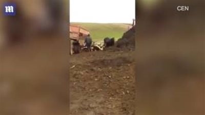 بالفيديو والصور.. عامل يسقط قطيع أبقار من شاحنته بقسوة