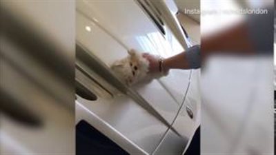 بالفيديو والصور.. شاب ينظف سيارته باهظة الثمن بفراء كلبه