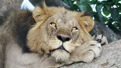 بالصور.. أسدان يتسلقان شجرة هربا من لدغات الحشرات