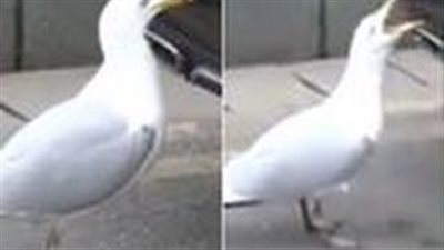 بالفيديو.. لقطات طريفة لطائر نورس يتعارك مع نفسه بسبب سيارة