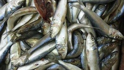 ضبط 6 أطنان أسماك ولحوم فاسدة في الجيزة