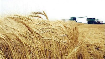 الأقصر تستعد لزراعة 50 ألف فدان قمح في الموسم الجديد