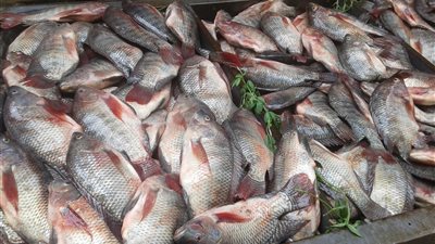 ارتفاع أسعار الأسماك.. والبلطى بــ 27 جنيها في سوق فيصل