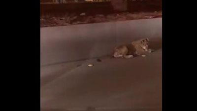 بالفيديو.. أسد يجلس أمام جامعة سعودية يثير دهشة الجميع