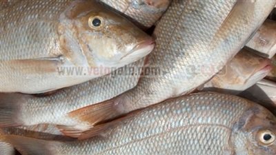 استقرار أسعار الأسماك بسوق العبور.. وقشر البياض بـ31 جنيها