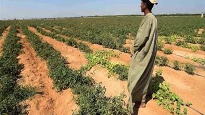 دراسة استصلاح وزراعة 10 آلاف فدان بالوادى الجديد