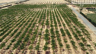 27.9 مليون جنيه قيمة أراضي وادي النطرون في المزاد العلني