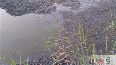 بالصور.. جفاف مزارع الأسماك بالفيوم يهدد بتشريد 10 آلاف أسرة