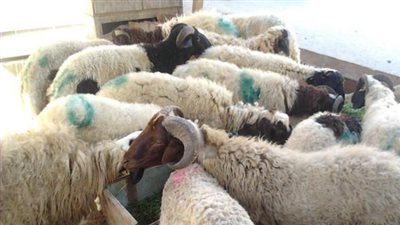 حماية المستهلك: 6 اشتراطات صحية لشراء خروف العيد