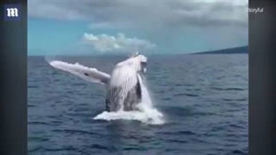 بالفيديو والصور.. حوت عملاق يثير رعب ركاب قارب