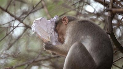 هروب 4 قرود من حديقة حيوان في الدنمارك