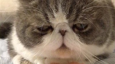 بالصور.. يد بشرية لقط تشعل «تويتر»