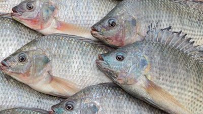 «البلطي» يسجل 14 جنيها بسوق العبور