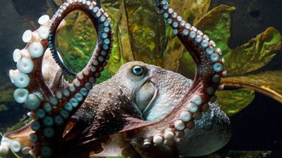 بالصور.. أخطبوط يهرب من حوض سمك في نيوزيلندا