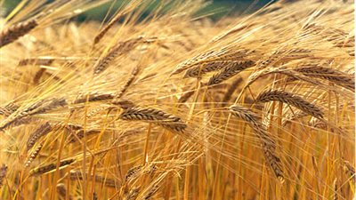 مسئول تمويني يكشف ثغرات التلاعب في توريد القمح المحلي