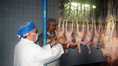 246 مجزر دواجن في الجمهورية تنتج 600 ألف طائر مذبوح يوميًا