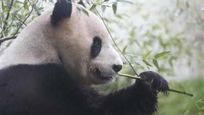 روث دبي الباندا «الحلوة» و«الشمس الساطعة» يكشف سر عاداتهما الغذائية