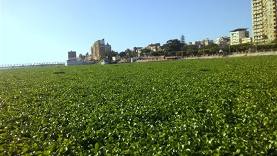 مساعد محافظ كفر الشيخ: إزالة ورد النيل من فرع رشيد