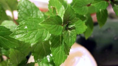 طريقة تجفيف وحفظ النعناع من نجلاء الشرشابي