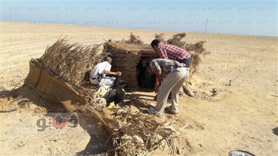 ضبط 6 صقور في حملة للتصدى للصيد الجائر بالبحر الأحمر