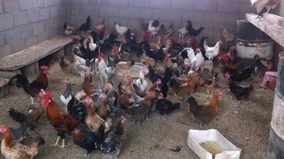 الدواجن البلدي تسجل 30 جنيهًا في الجيزة