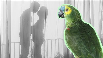 ببغاء يكشف خيانة زوج كويتي مع الخادمة