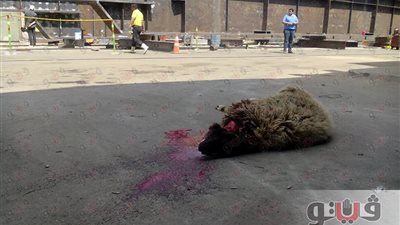 أهالي شبرا الخيمة يذبحون خروفا لدرء العين عن محور روض الفرج