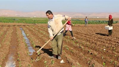 خبير: زراعة القمح مرتين يزيد استهلاك المياه للضعف