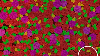 بالصور.. لغز البحث عن الخاتم وسط الورود يثير ضجة