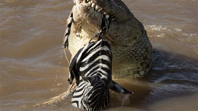 بالصور.. تمساح يلتهم رأس حمار وحشي بشراسة