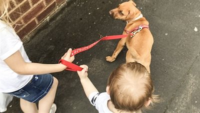 بالصور.. كلبة تضع نفسها في مأزق لسرقة بسكويتها المفضل