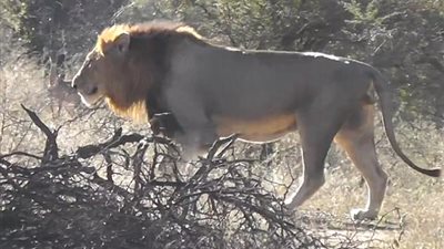 بالفيديو والصور.. فيل يتغلب على ثلاثة أسود لحماية مياهه
