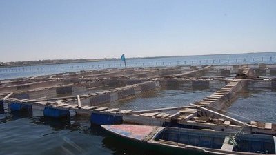 تركيب 4 أقفاص سمكية بالبحر المتوسط وتدريبات لتعميم التجربة