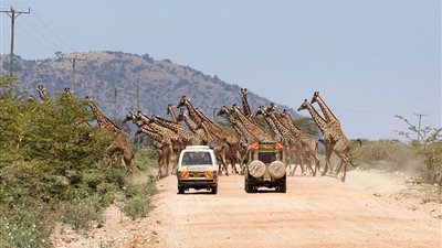 بالصور.. قطيع زرافات يعترض طريق سيارات